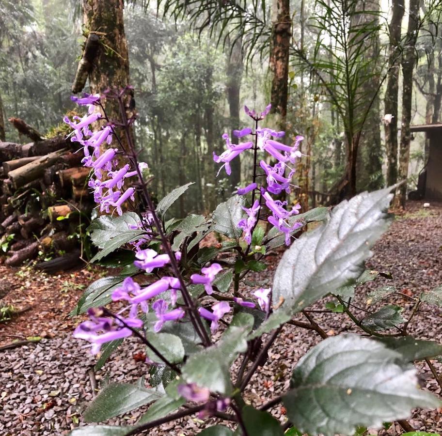 Chale Pinheiros De Gramado Villa Eksteriør bilde